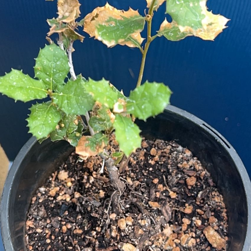 Photo of the plant species Coast Live Oak by @PoshJade named Stella on Greg, the plant care app
