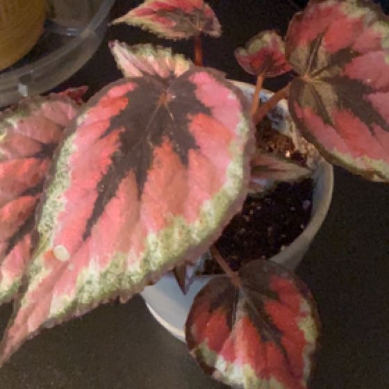 Austen | A plant by @NurseFanpalm on Greg