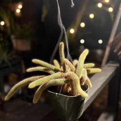 Monkey Tail Cactus plant