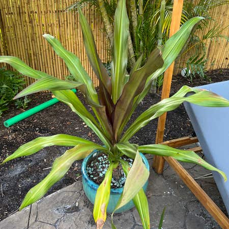 Photo of the plant species Florida Swamp Lily by @BentonSapote named Baby Emma on Greg, the plant care app