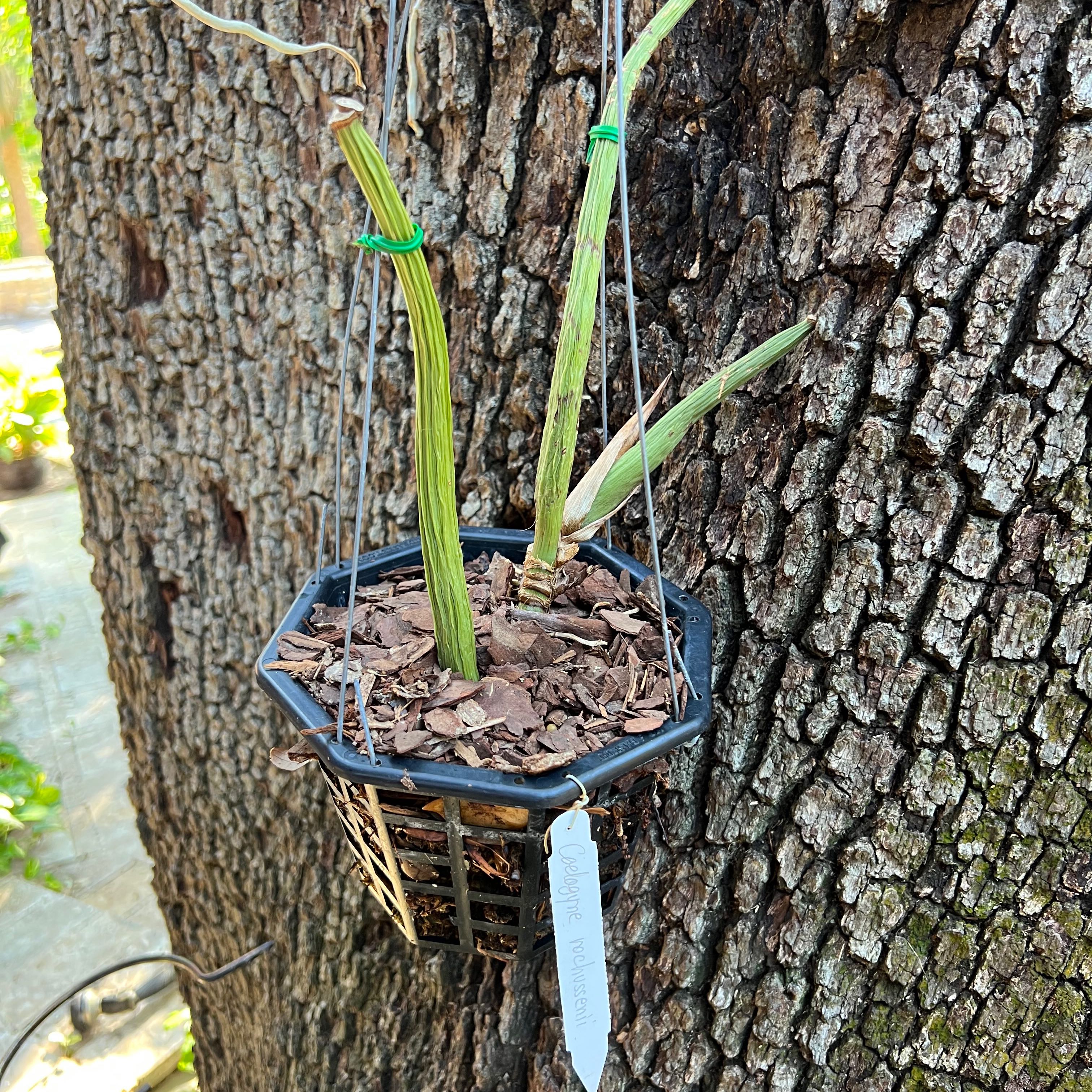 Photo of the plant species Loose Coelogyne by @BentonSapote named Necklace orchid on Greg, the plant care app