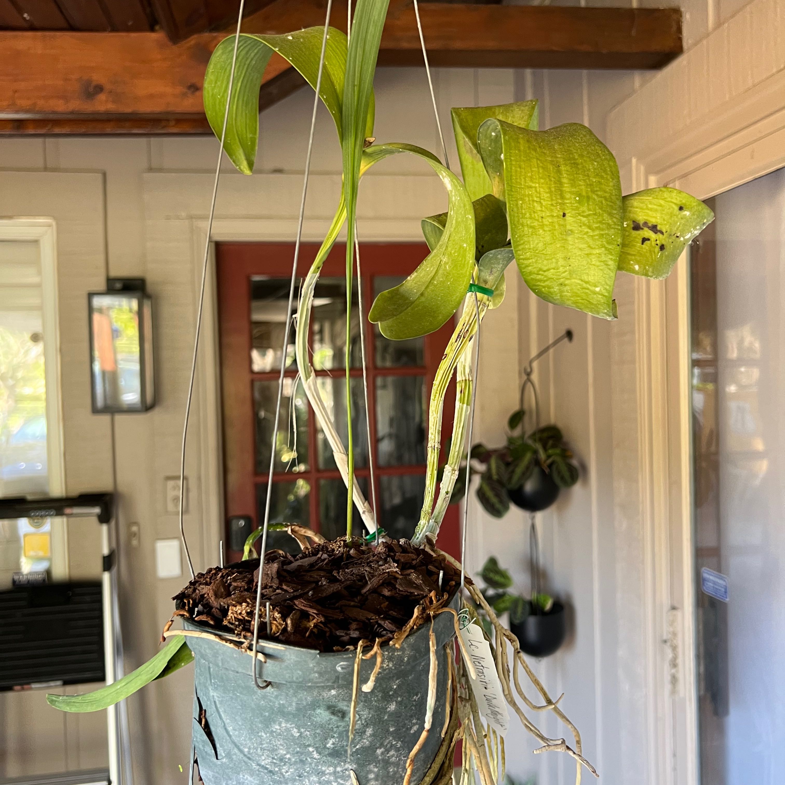 Photo of the plant species dark knight orchid by @BentonSapote named Dark Knight on Greg, the plant care app