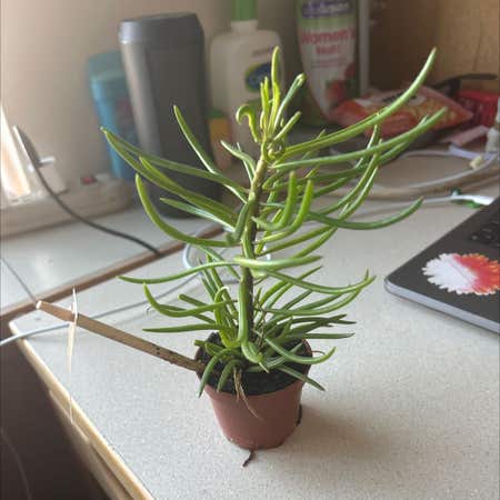 Photo of the plant species Kilimanjaro Plant by Vehementwaxivy named Harry on Greg, the plant care app