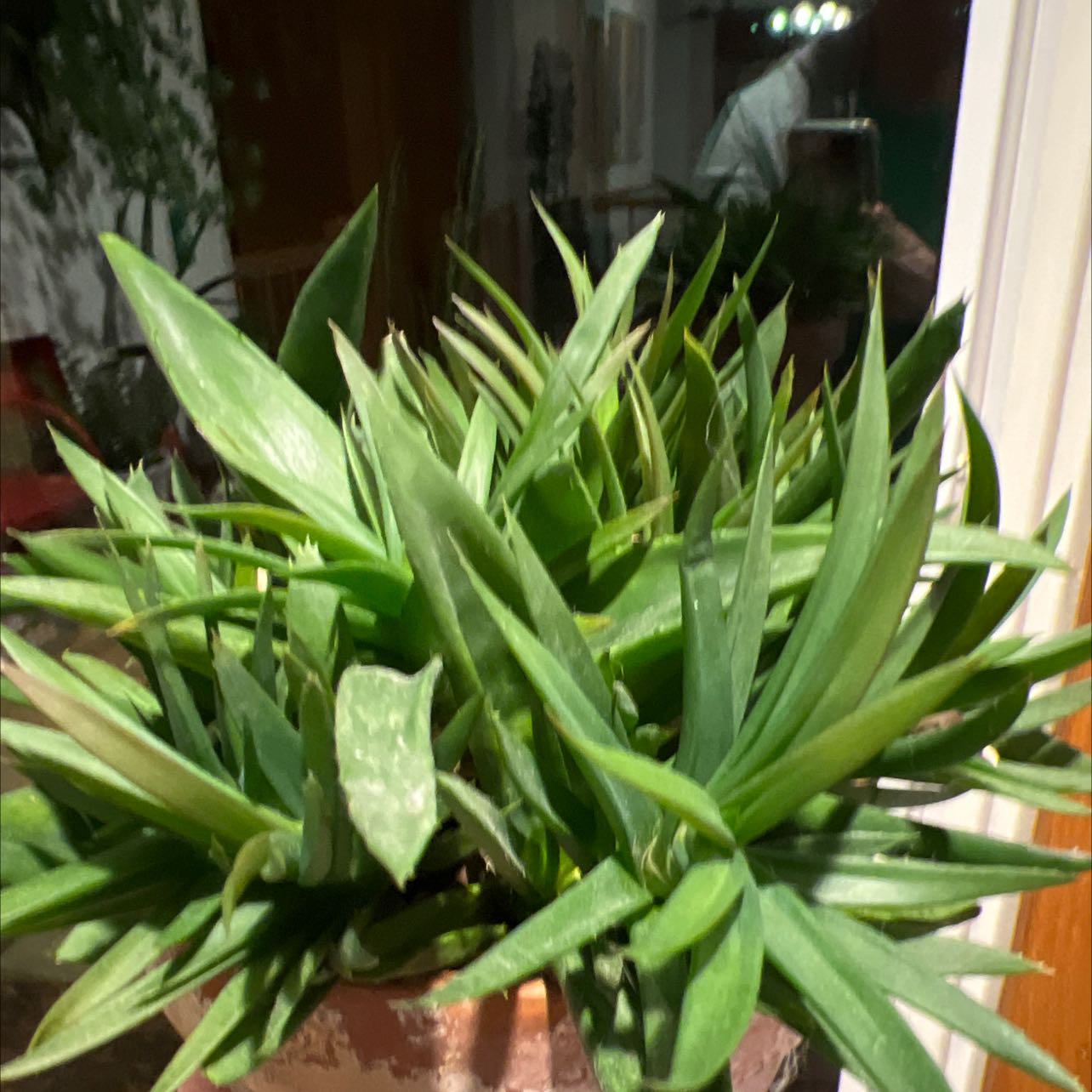 Photo of the plant species Three O'Clock by @UpbeatRedmambo named Girlfrond on Greg, the plant care app