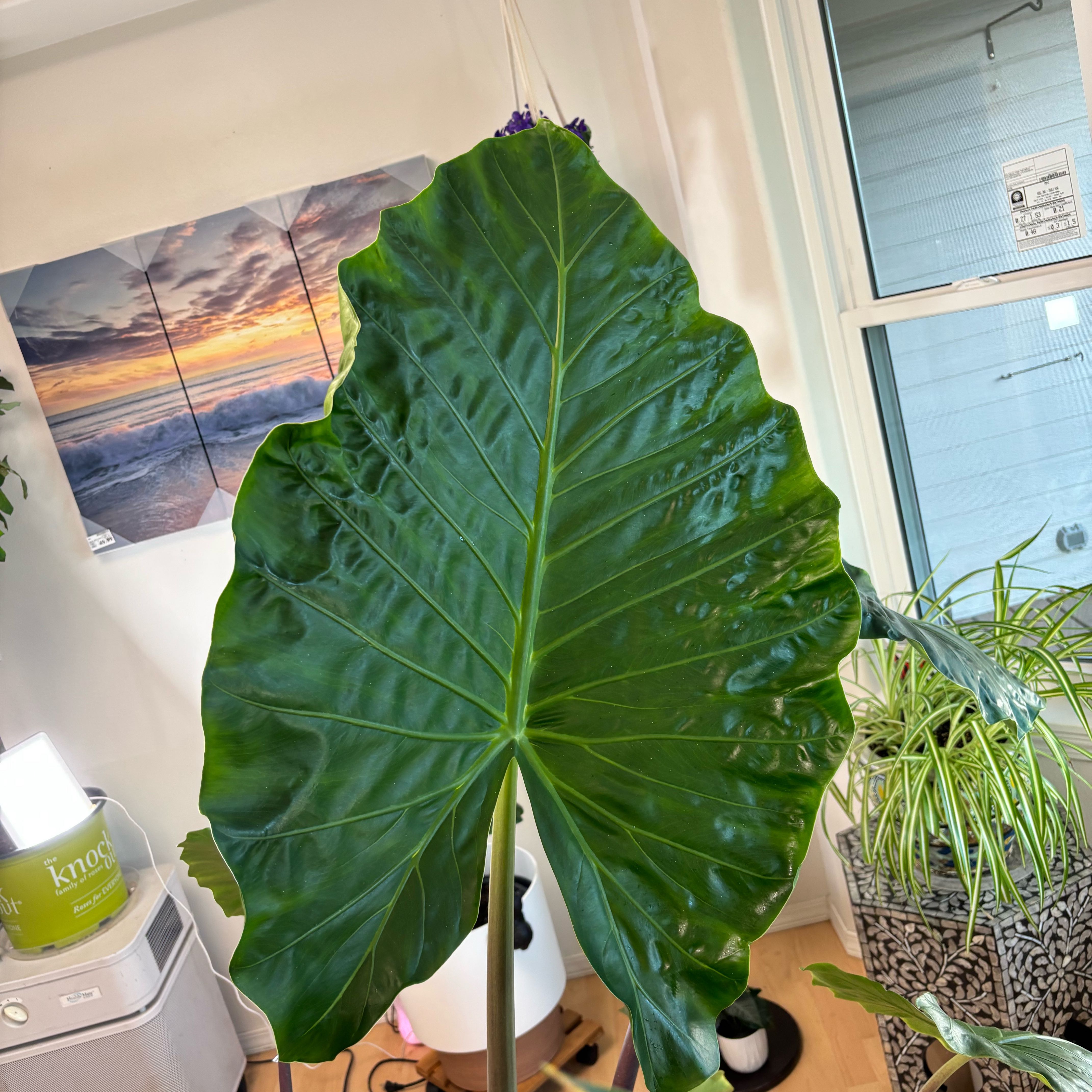Photo of the plant species Alocasia 'Imperial Red' by @IdealisticBlue named Aria on Greg, the plant care app