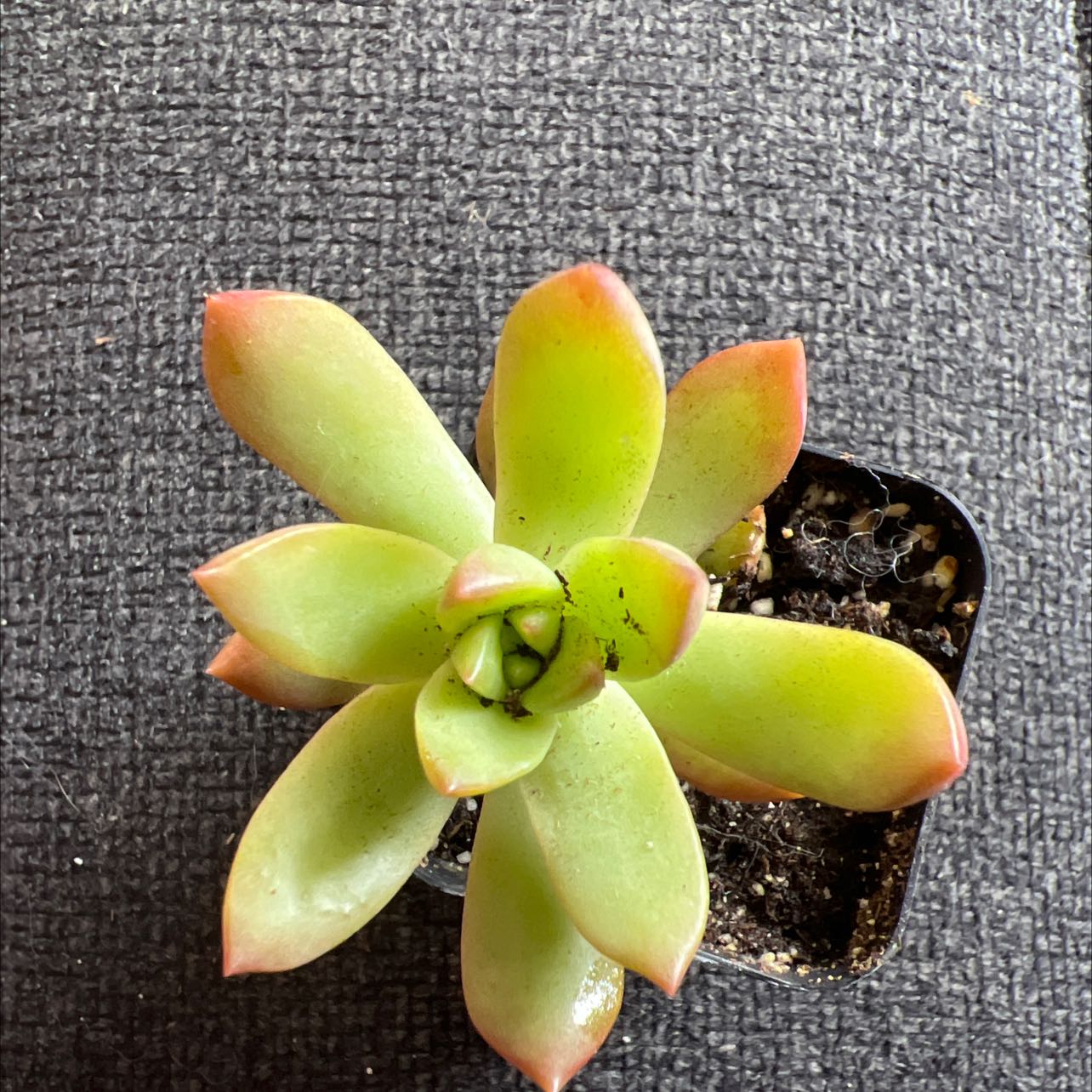 Photo of the plant species Golden Sedum by @HeatherRenee named Achilles on Greg, the plant care app