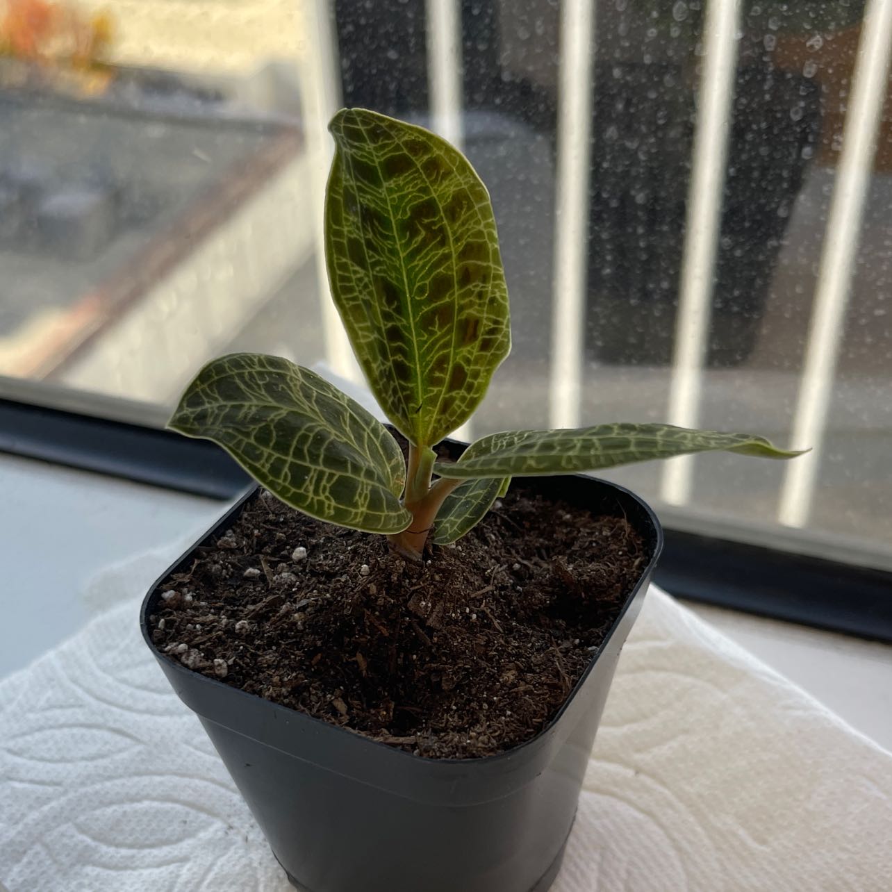 Lightning Bolt Jewel Orchid in a pot with patterned leaves and visible soil.