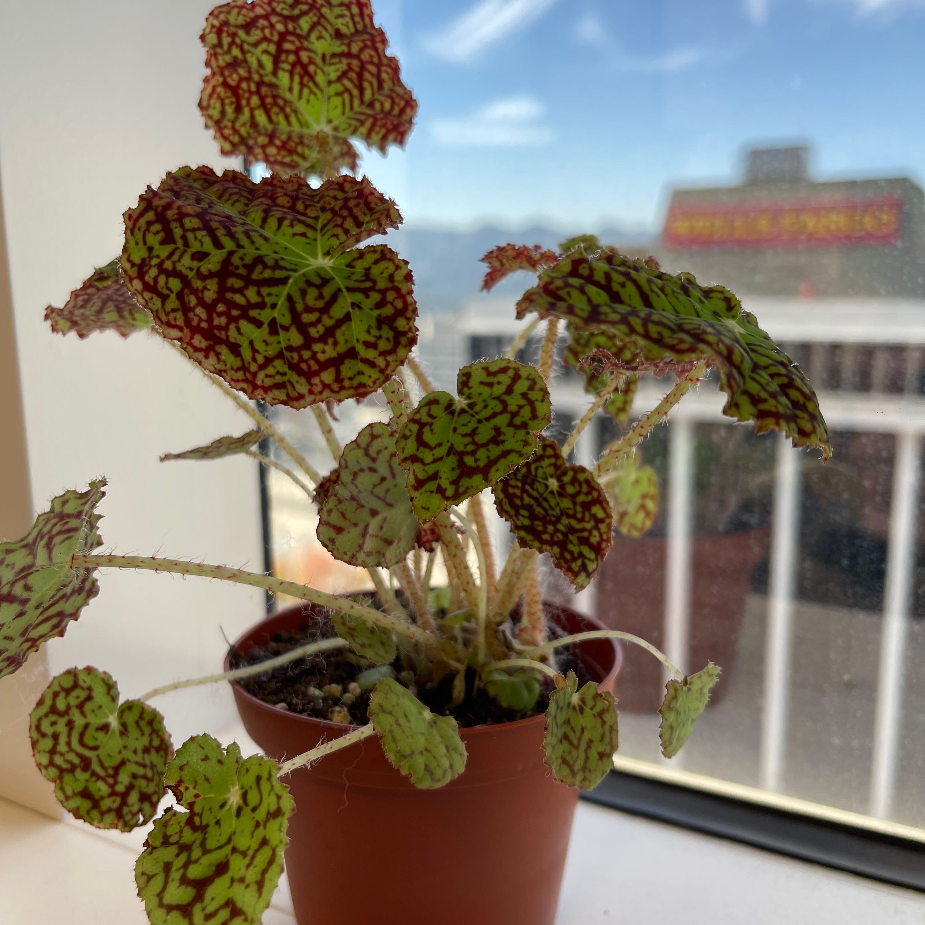Photo of the plant species Harmony's Hot Spot Rex Begonia by @DigitalRehab named Harmony’s Hot Spot on Greg, the plant care app