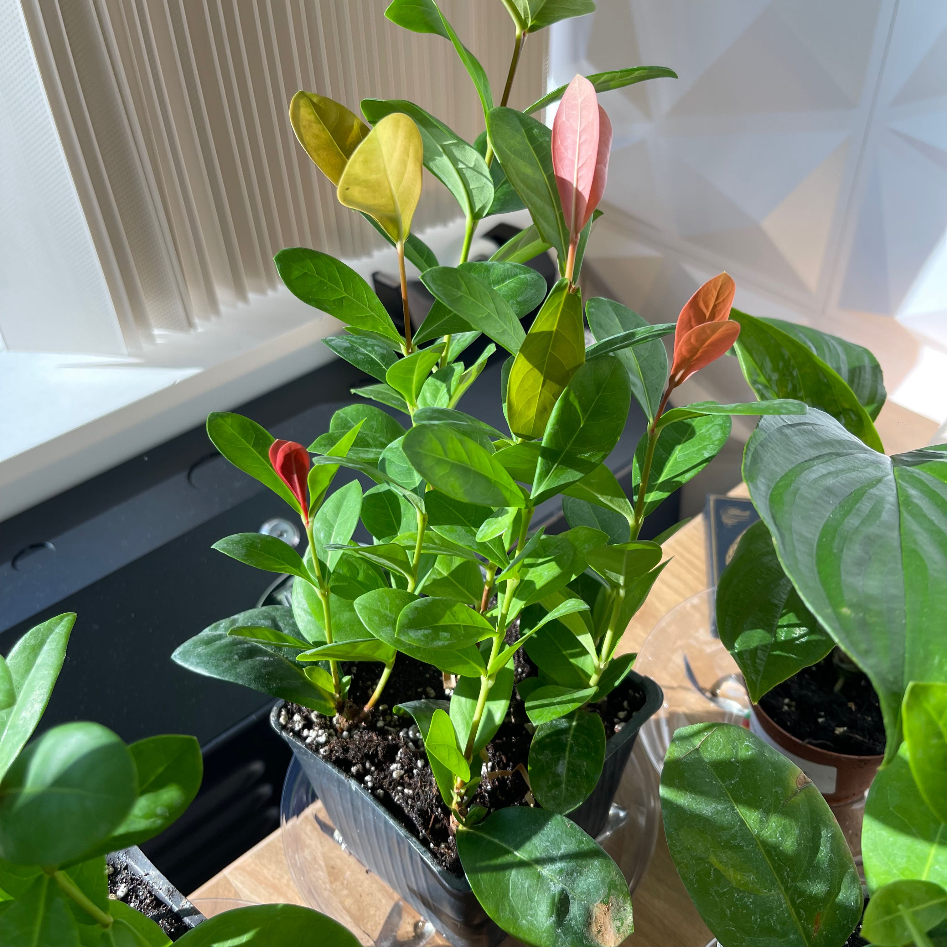 Flame of the Woods plant with vibrant green and red leaves in a pot, well-lit.