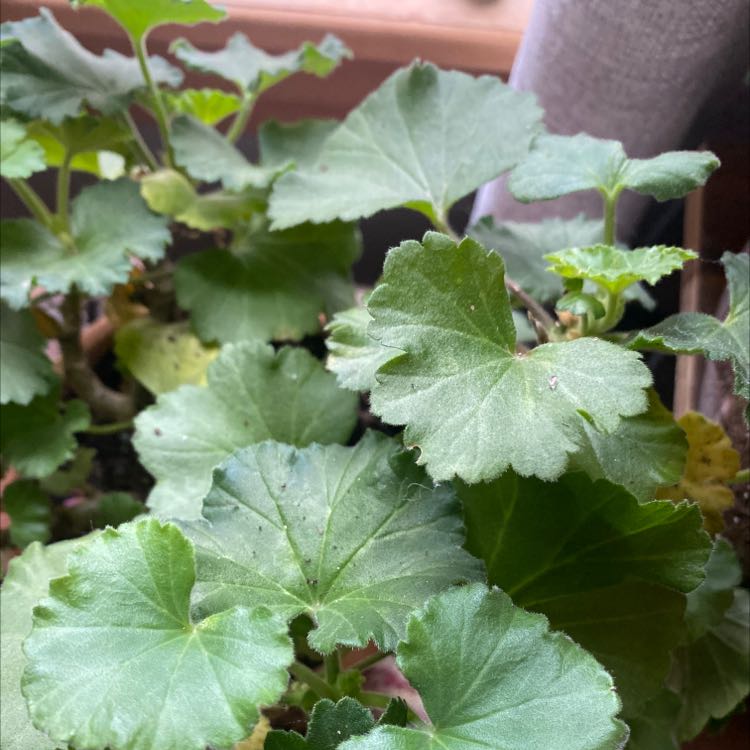 Photo of the plant species Zonale Geranium by @SylviasMother named Marley on Greg, the plant care app
