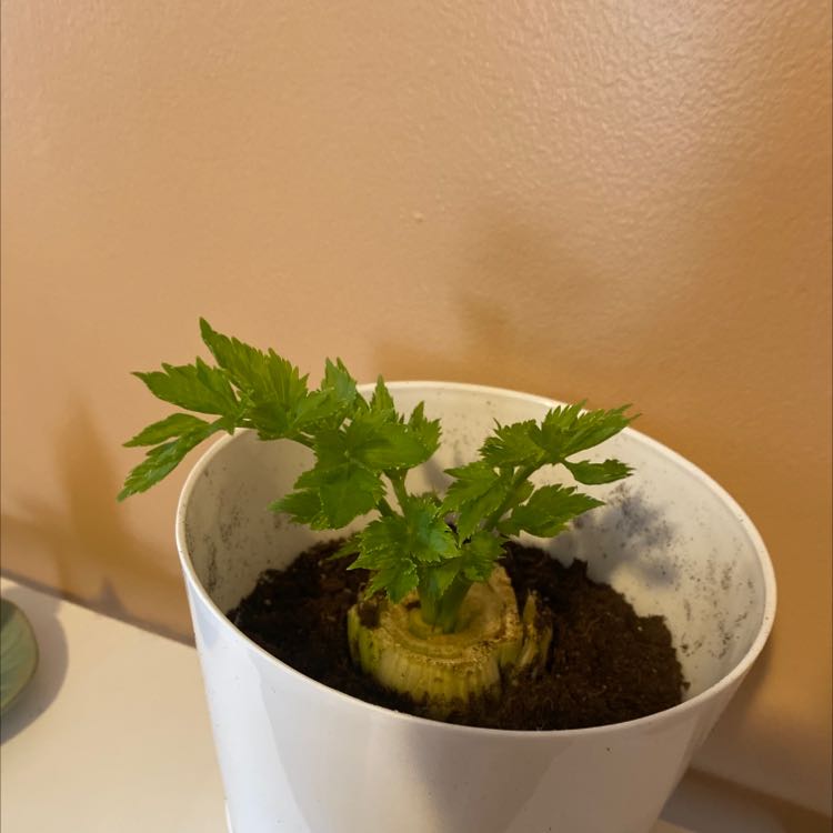 Healthy Leaf Celery plant in a white pot with visible soil.