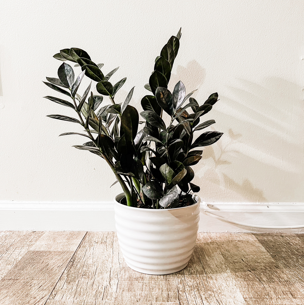 Photo of the plant species Raven ZZ Plant by @wildpurplechild named Azriel on Greg, the plant care app