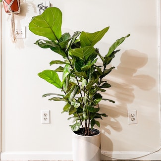 Fiddle Leaf Fig plant in Watertown, Connecticut