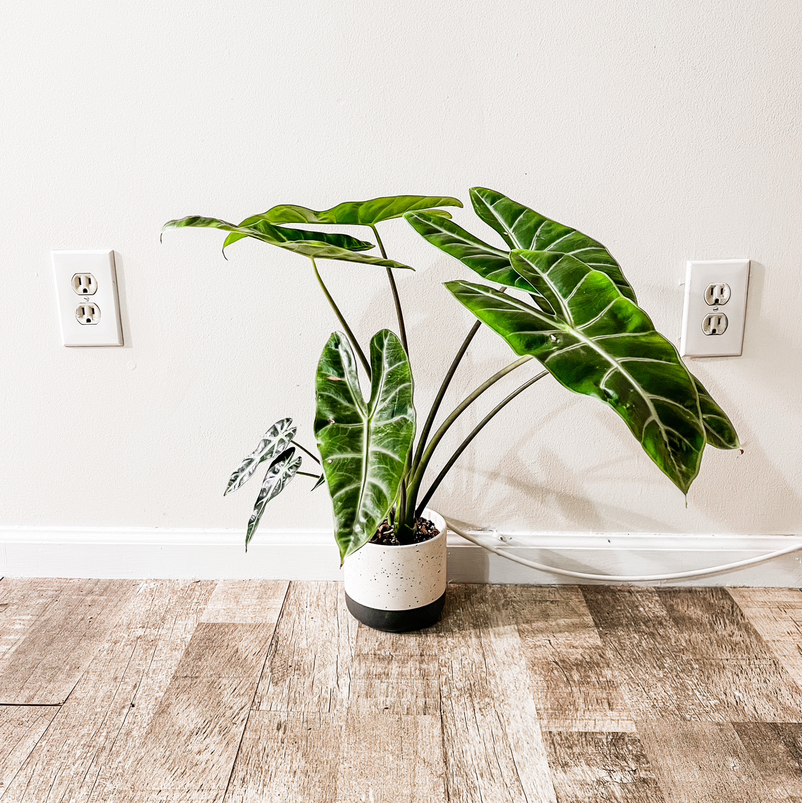 Potted Alocasia longiloba plant with large, dark green leaves and white veins.