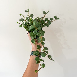 Peperomia 'Hope' plant in Watertown, Connecticut