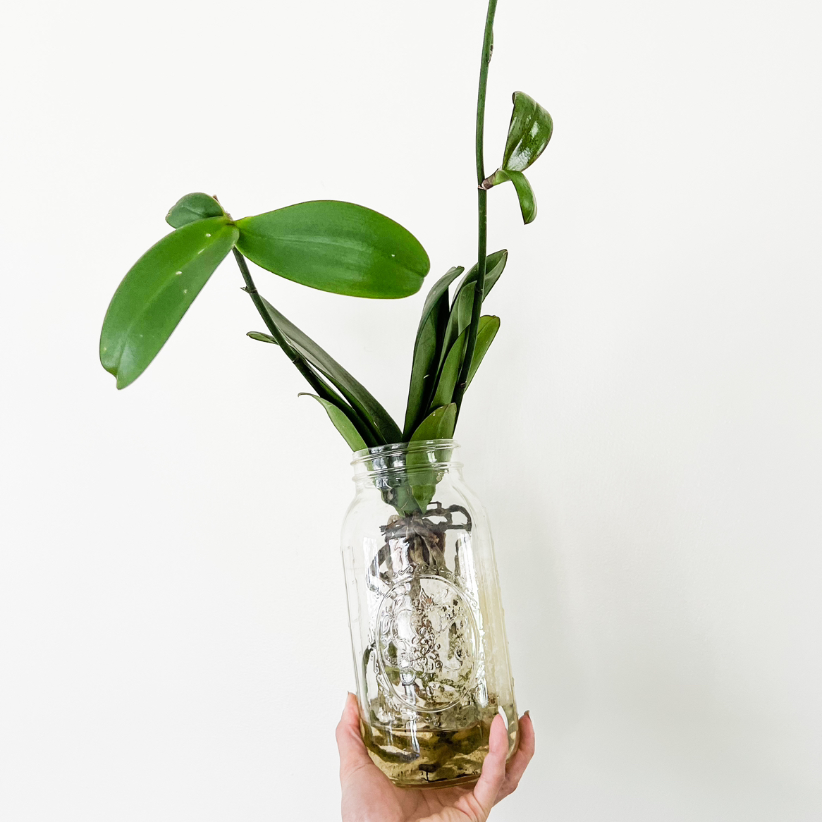 Aphrodite's Phalaenopsis plant in a glass jar, held by a hand against a white background.