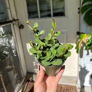 Peperomia 'Hope' plant in Watertown, Connecticut