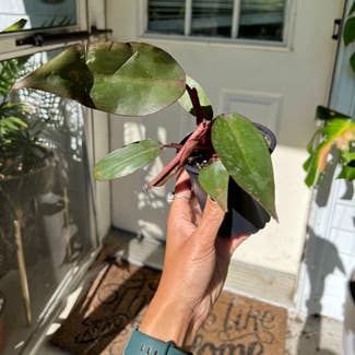 Philodendron Dark Lord plant in Watertown, Connecticut