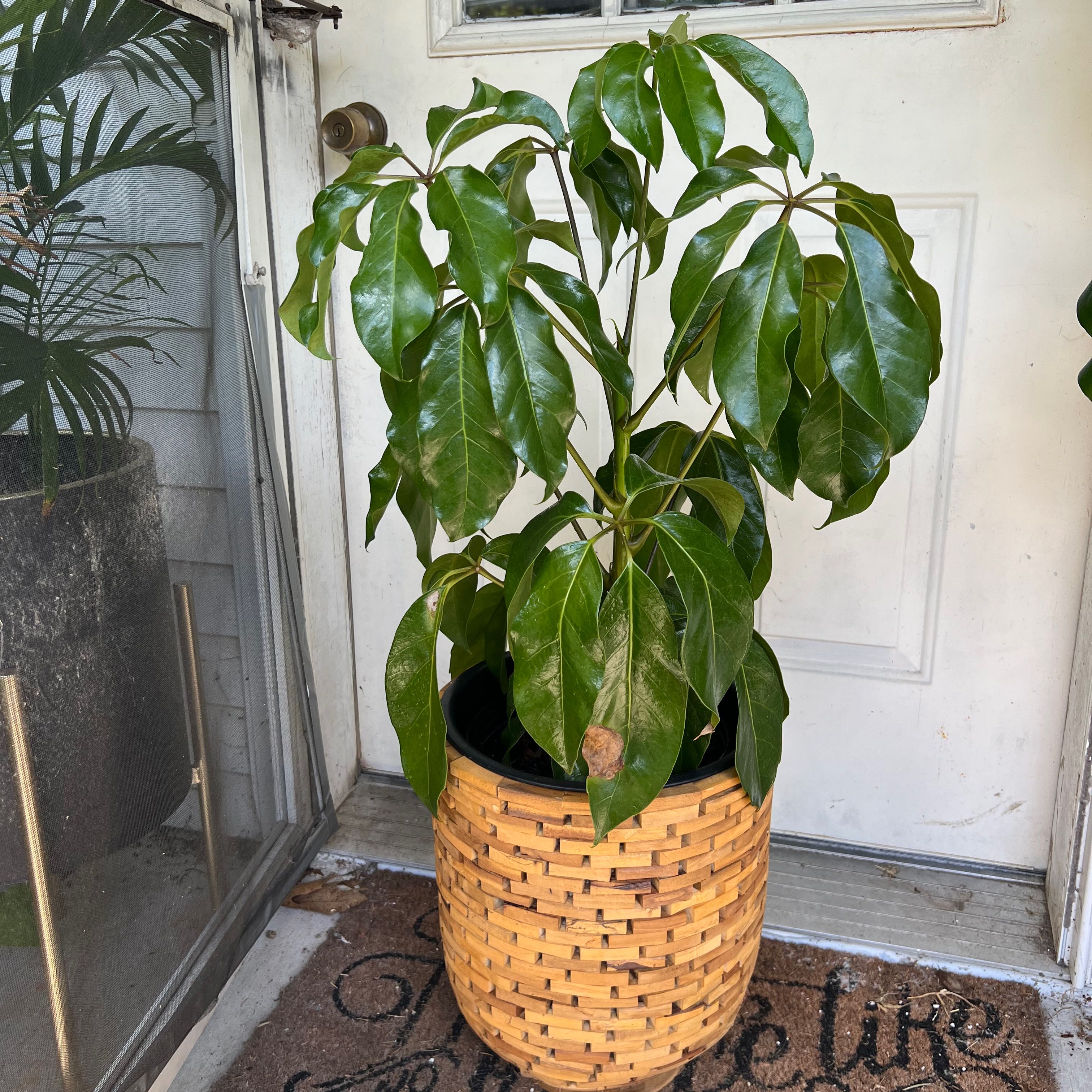 Potted Octopus Tree with glossy green leaves near a door.
