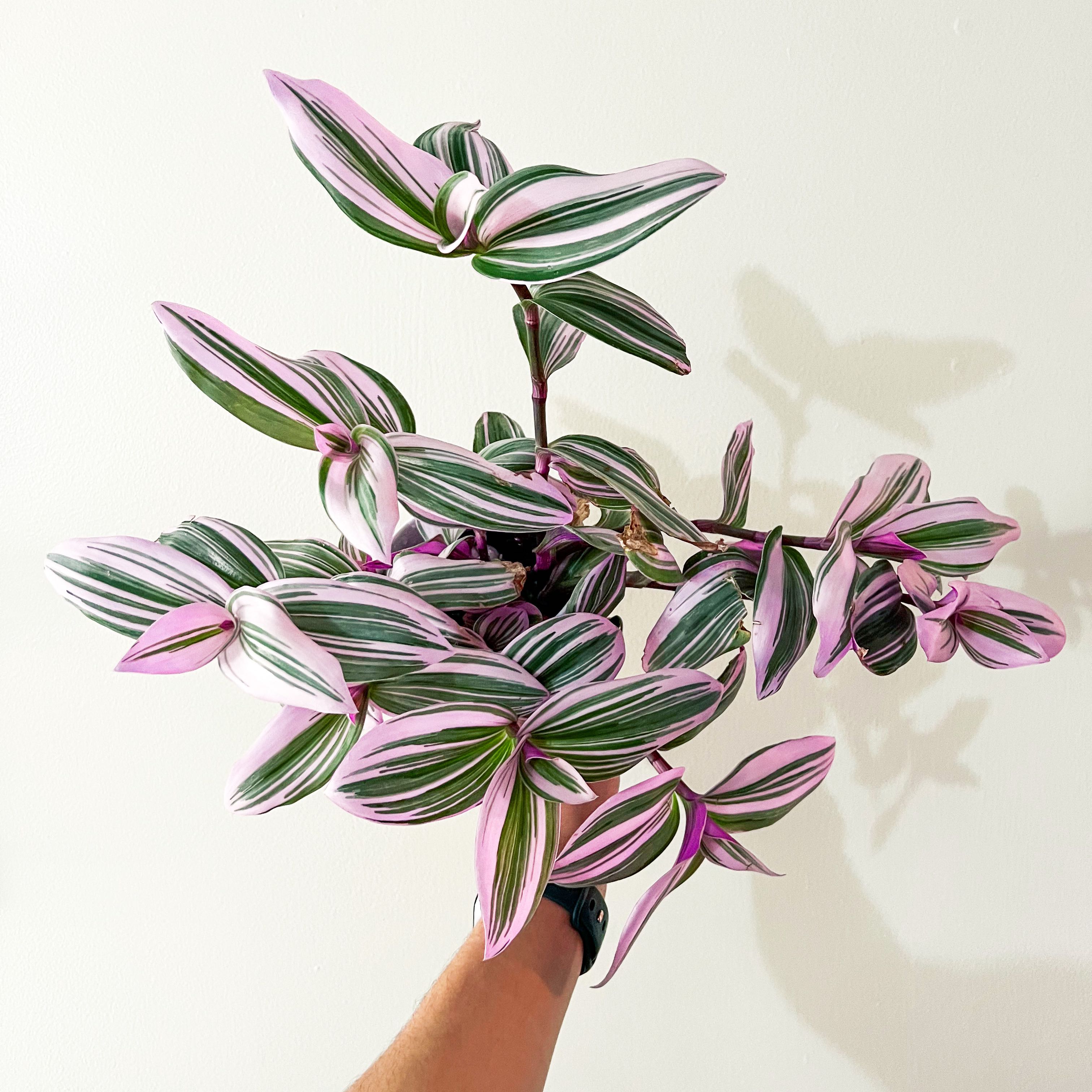 Photo of the plant species Tradescantia Nanouk by @wildpurplechild named Zinnia on Greg, the plant care app