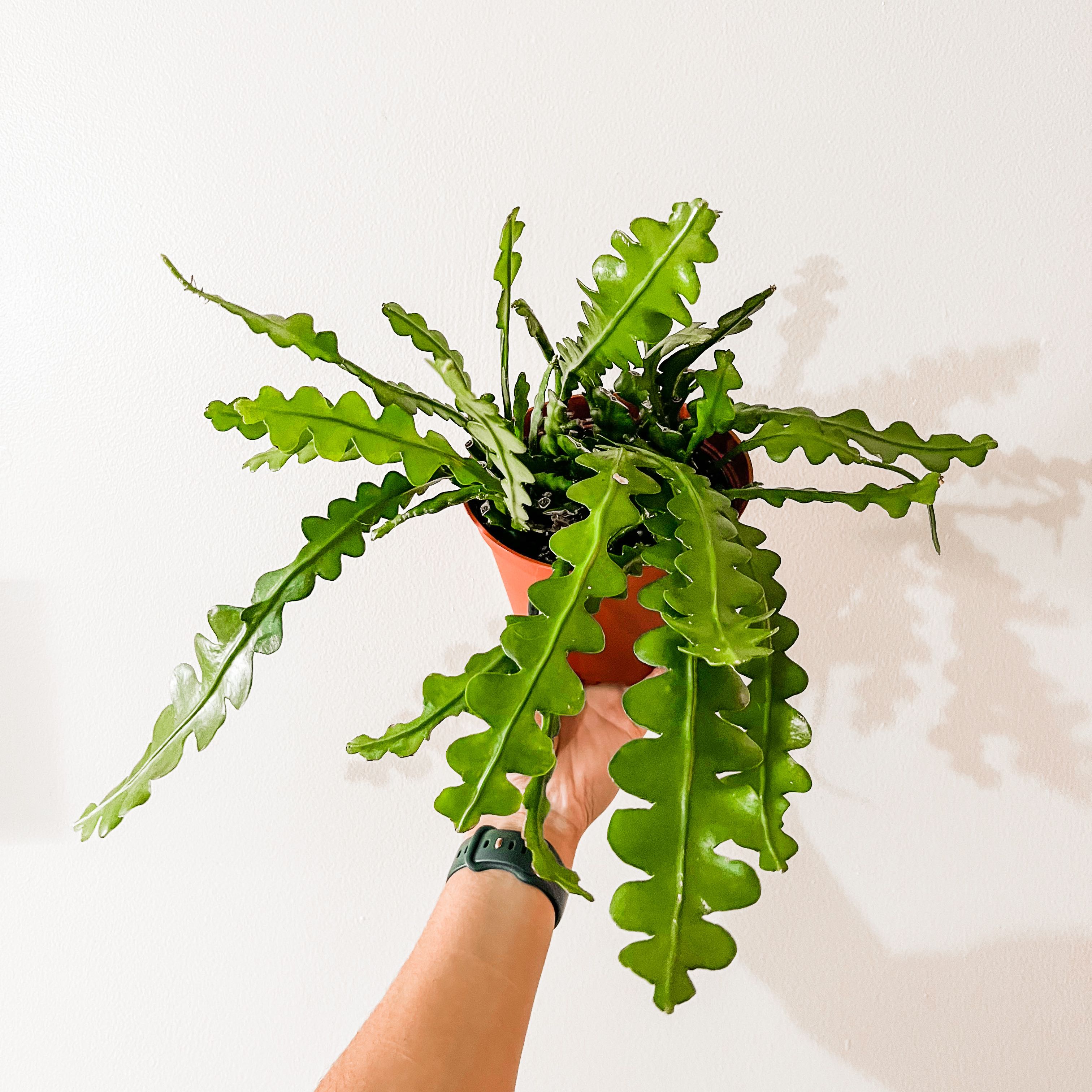 Fishbone Cactus held by a hand, showing vibrant green leaves.