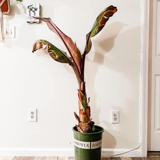 Red Banana plant in Watertown, Connecticut