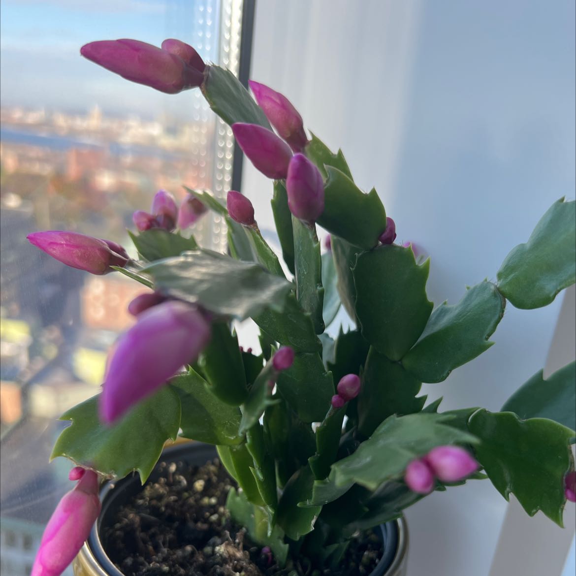 Photo of the plant species False Christmas Cactus by @PeppyBegonia named Einstein on Greg, the plant care app