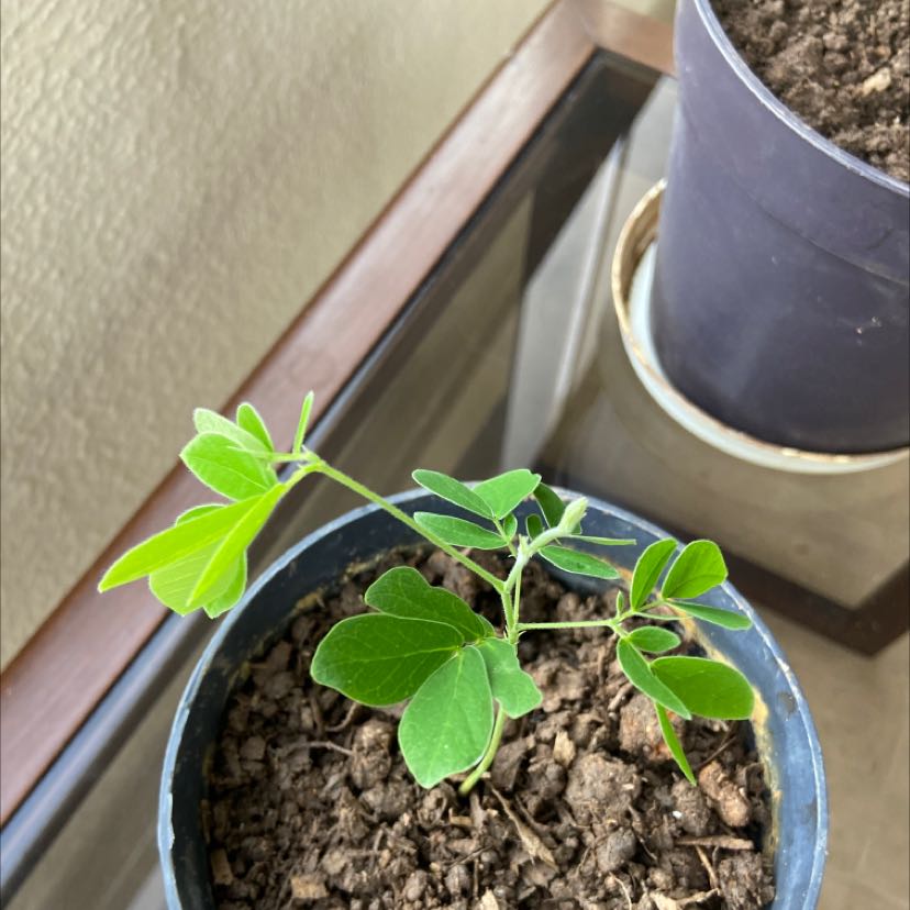 Young Sicklepod plant in a pot with healthy green leaves and visible soil.
