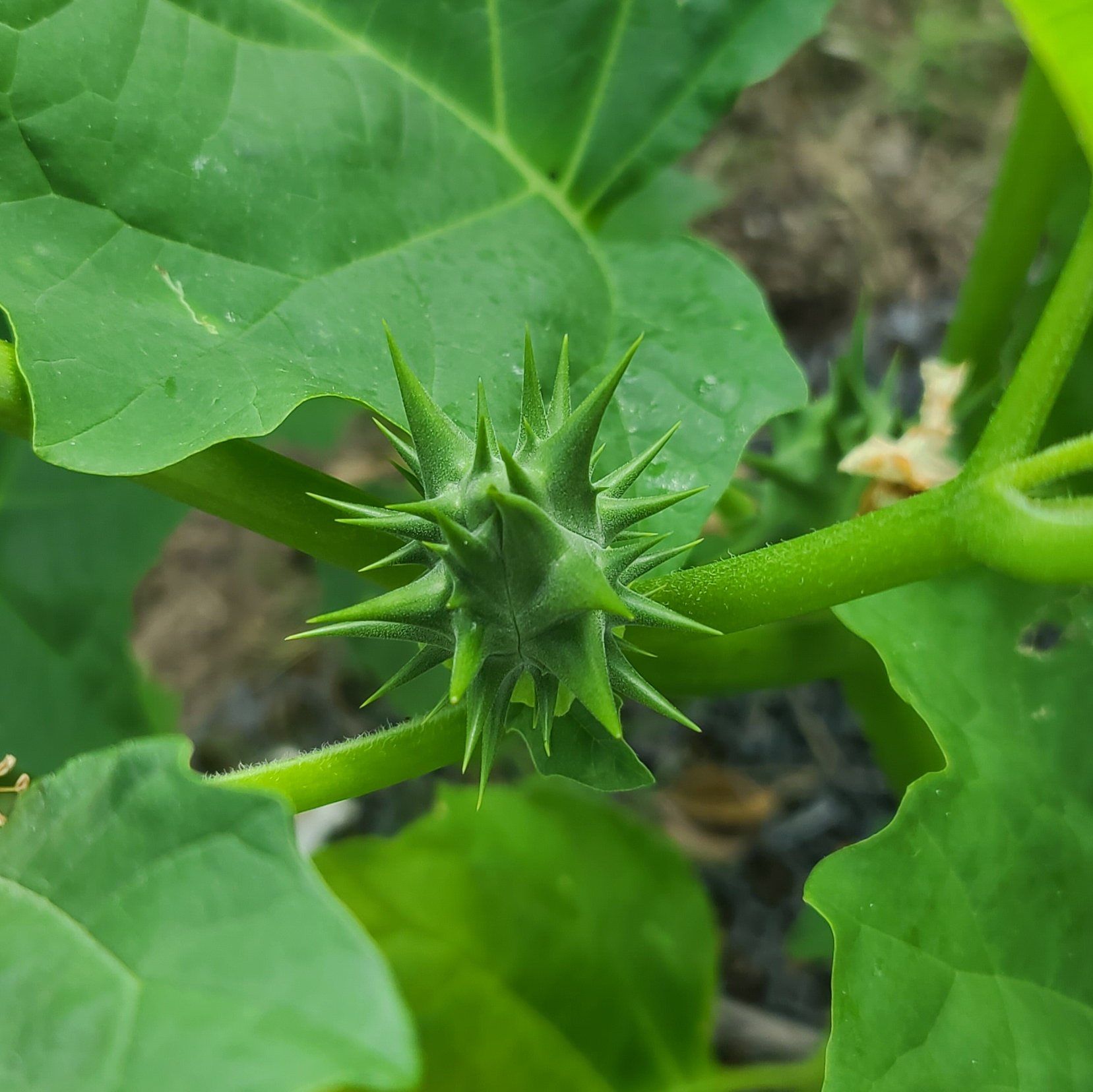 Close-up of a Devil's Apple plant with green leaves and a spiky fruit.