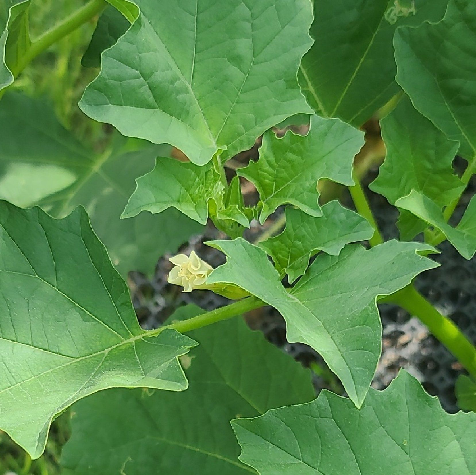 Image of a Devil's Apple plant with green leaves and a small flower.