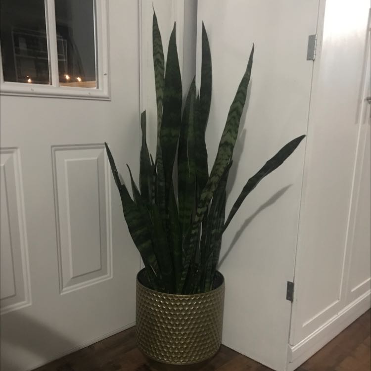 Your plant