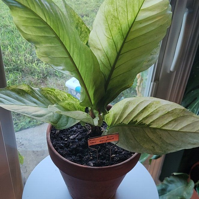 Photo of the plant species Bird's nest anthurium by @SidewaysWolf named Wall-E on Greg, the plant care app