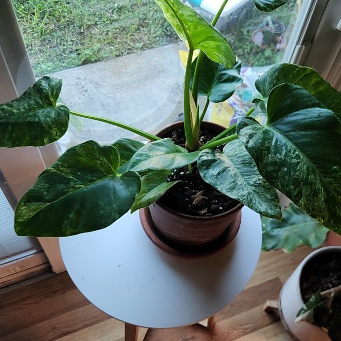 Photo of the plant species Philodendron 'Giganteum' by @SidewaysWolf named Nemo on Greg, the plant care app
