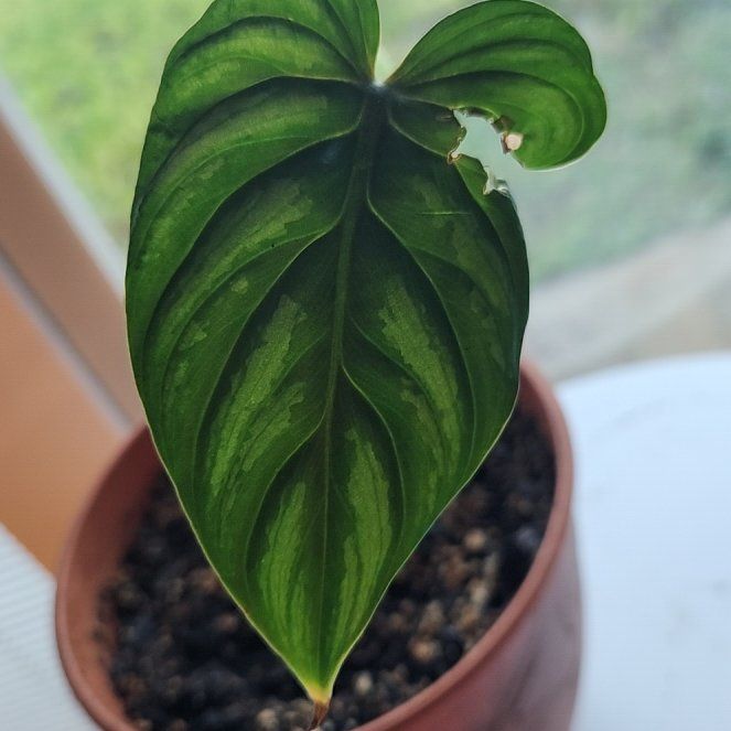 Photo of the plant species Silver Blush by @SidewaysWolf named Fernie Saunders on Greg, the plant care app