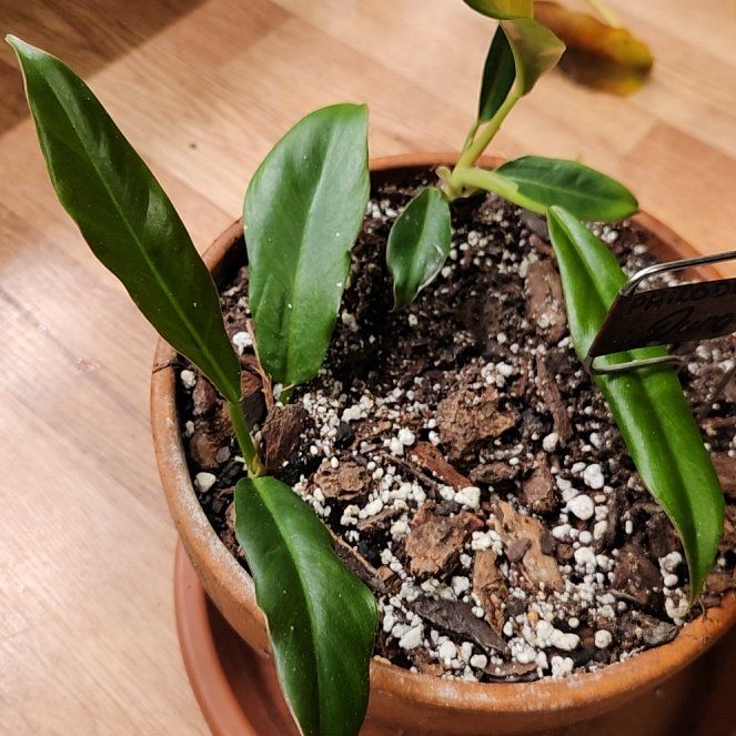 Photo of the plant species philodendron Jungle Boogie by @SidewaysWolf named Gregarious on Greg, the plant care app