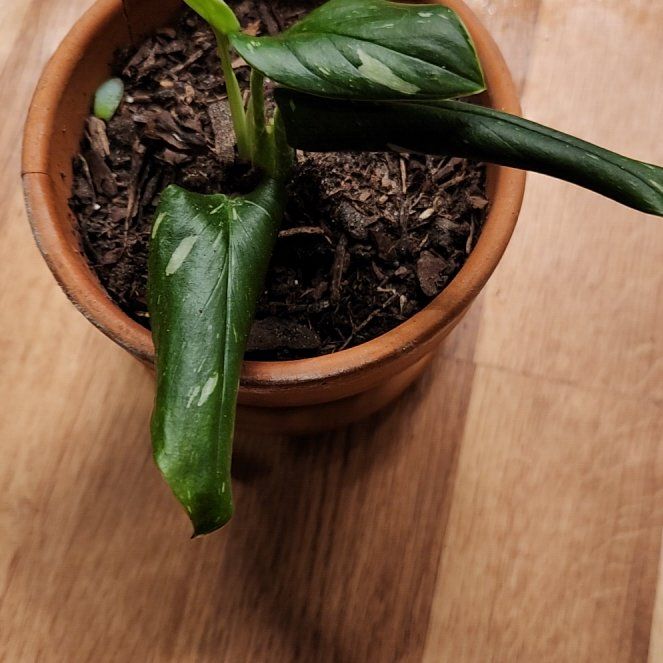 Photo of the plant species Mini Monstera Albo by @SidewaysWolf named Kylie on Greg, the plant care app