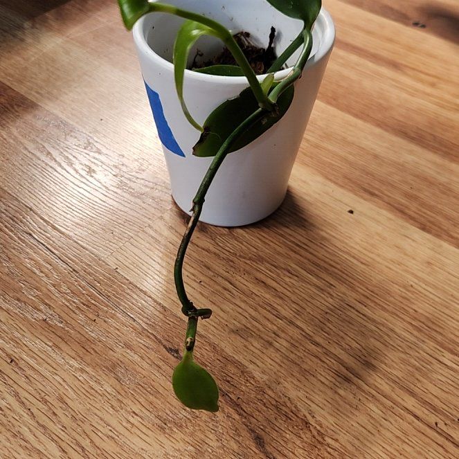 Photo of the plant species Flat Leafed Vanilla by @SidewaysWolf named Orlando Bloom on Greg, the plant care app