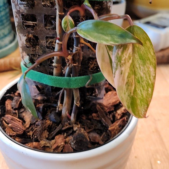 Photo of the plant species Orange Princess by @SidewaysWolf named Zeus on Greg, the plant care app