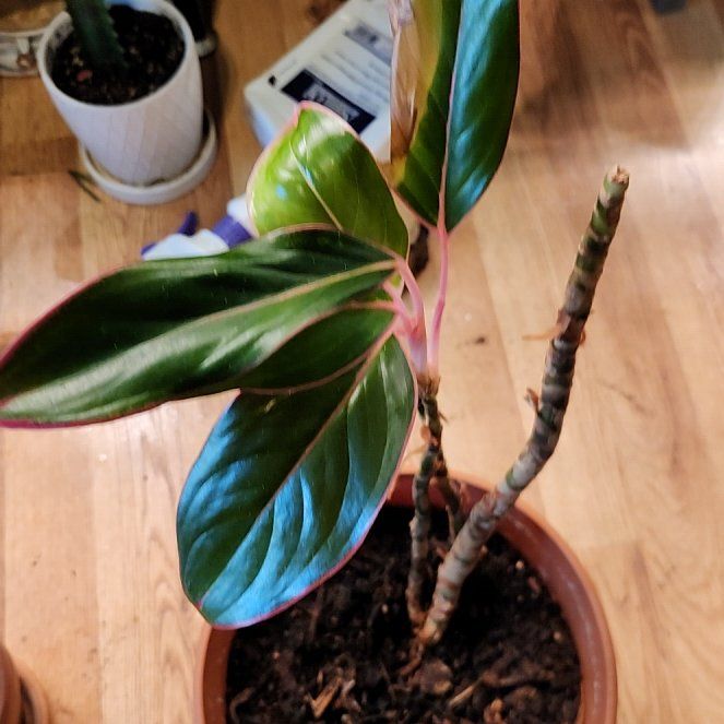 Photo of the plant species Aglaonema by @SidewaysWolf named McKinley on Greg, the plant care app