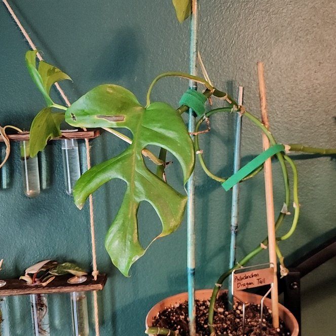 Photo of the plant species Philodendron Dragon Tail by @SidewaysWolf named Leaf Erickson on Greg, the plant care app