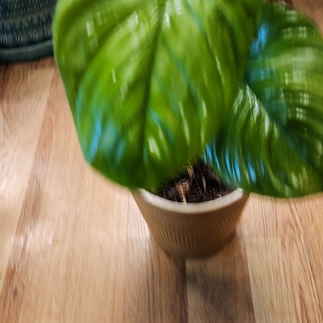 Photo of the plant species Philodendron rubrocinctum 'Platinum' by @SidewaysWolf named Morgan Treeman on Greg, the plant care app