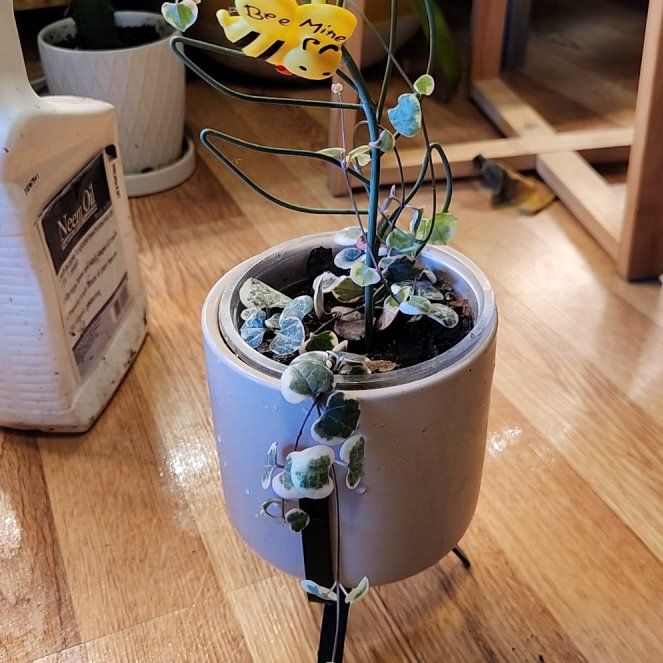 Photo of the plant species String of Hearts by @SidewaysWolf named Sigmund on Greg, the plant care app