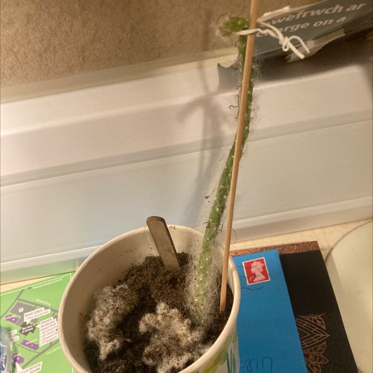 Photo of the plant species Old Man Opuntia by @LimberCornplant named Kesha on Greg, the plant care app