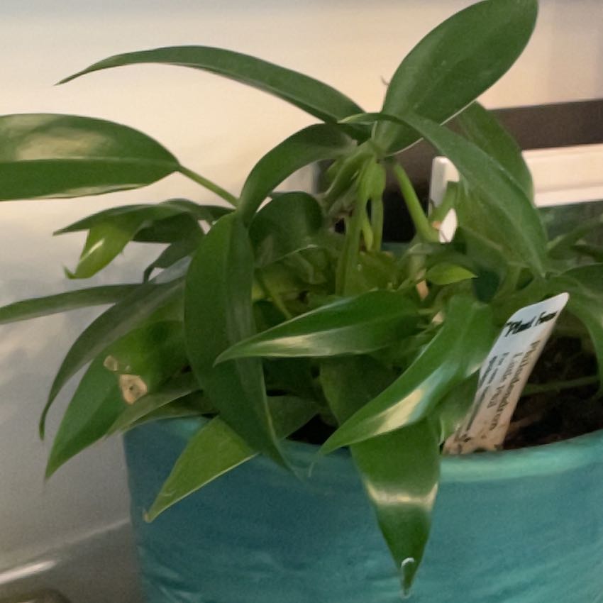 Photo of the plant species Philodendron 'Little Phil' by @BusyBlueech named Little Phil on Greg, the plant care app