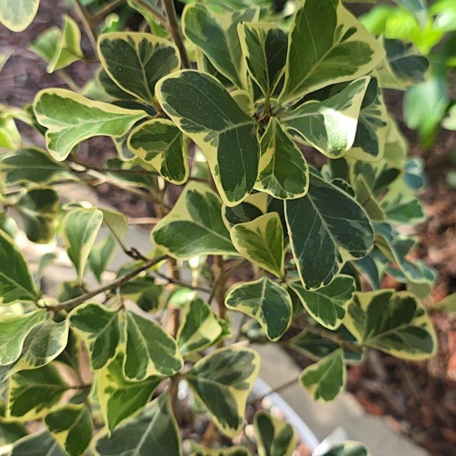 Photo of the plant species Triangle Ficus by @DollComet named Gregarious on Greg, the plant care app