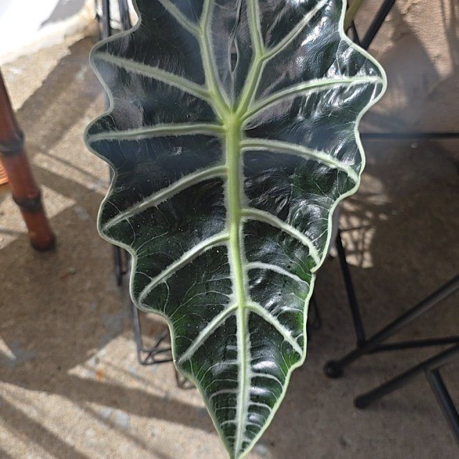 Photo of the plant species Alocasia by @DollComet named Planty on Greg, the plant care app