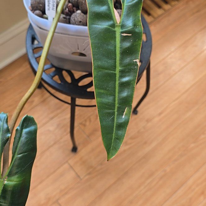 Photo of the plant species Billietiae by @DollComet named Spike Leaves on Greg, the plant care app