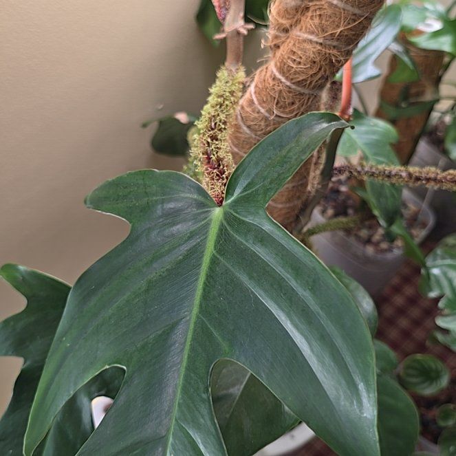 Photo of the plant species Philodendron by @DollComet named Tree Diddy on Greg, the plant care app