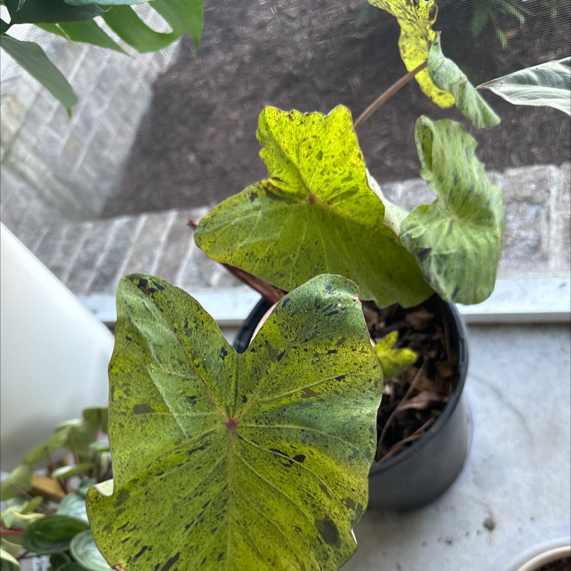 Taro 'Mojito' plant with yellowing and black-spotted leaves in a pot near a window.