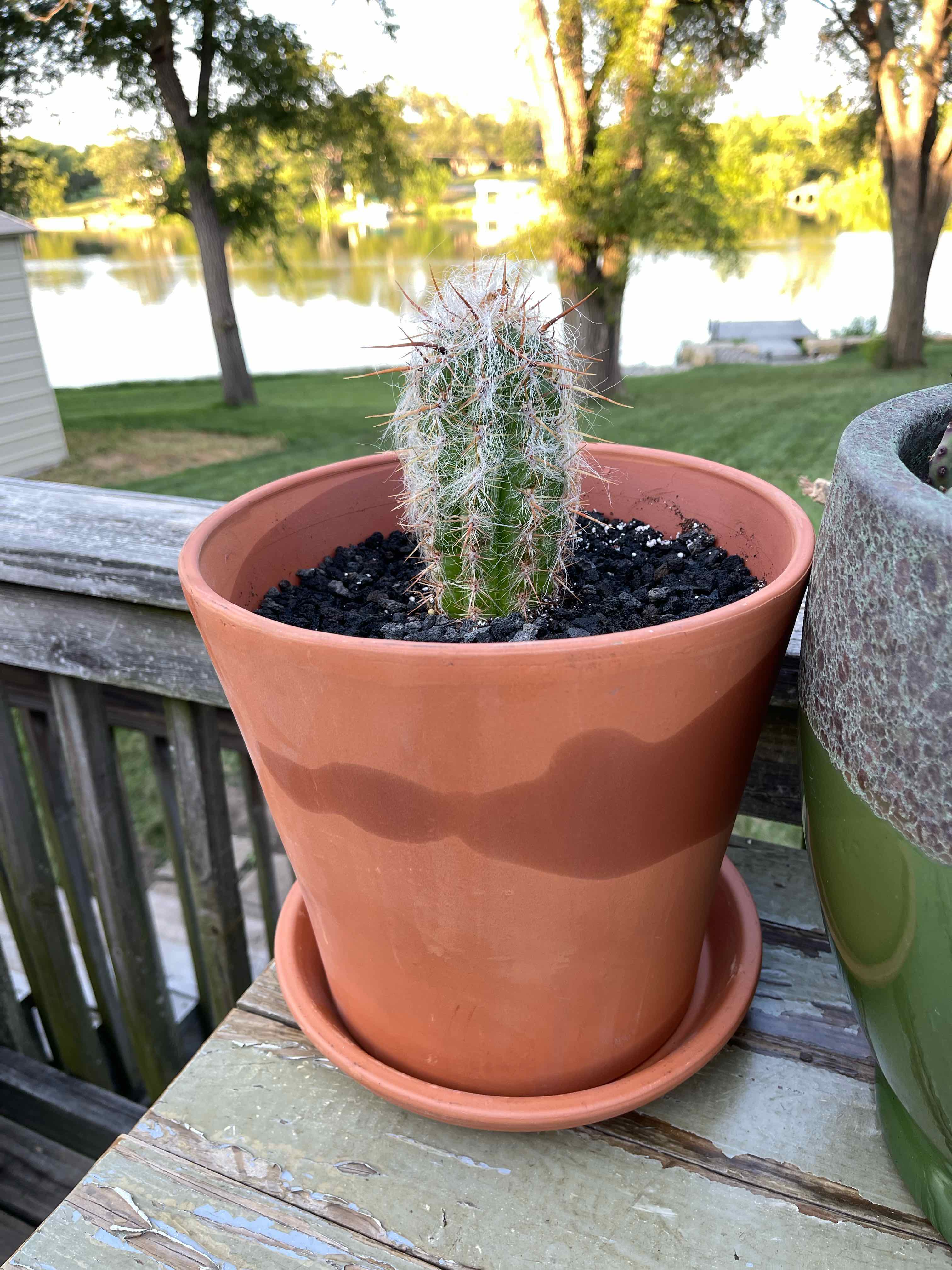 Potted Old Man of the Andes cactus outdoors on a wooden surface.